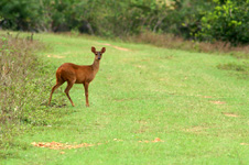 Red brocket deer